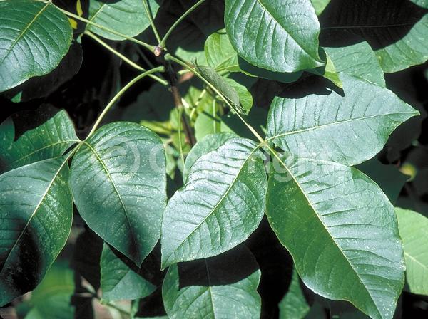 White blooms; Deciduous; Broadleaf; North American Native
