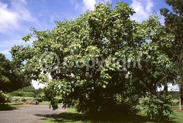 White blooms; Deciduous; Broadleaf; North American Native