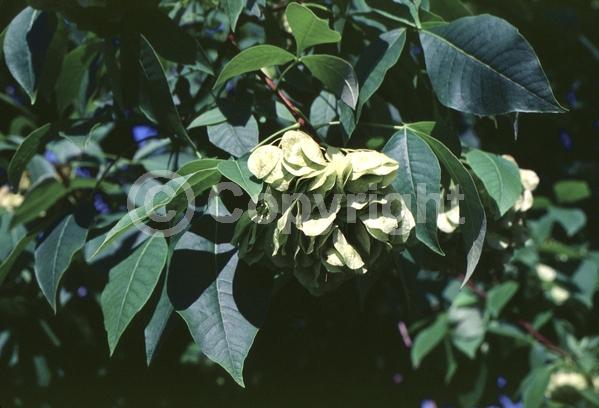 White blooms; Deciduous; Broadleaf; North American Native
