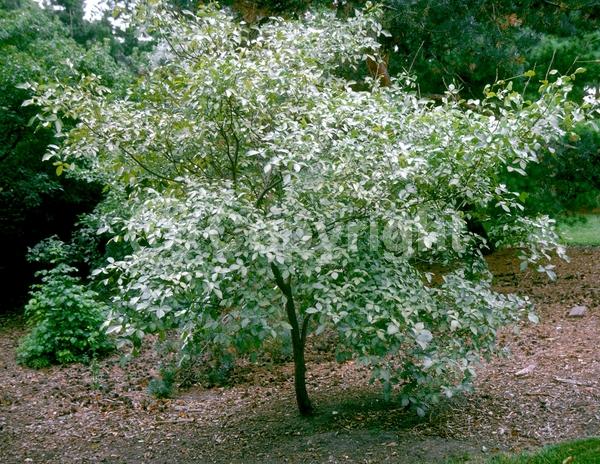 White blooms; Deciduous; Broadleaf; North American Native