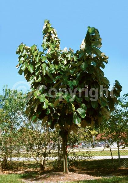 White blooms; Deciduous