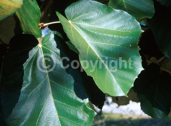 White blooms; Deciduous