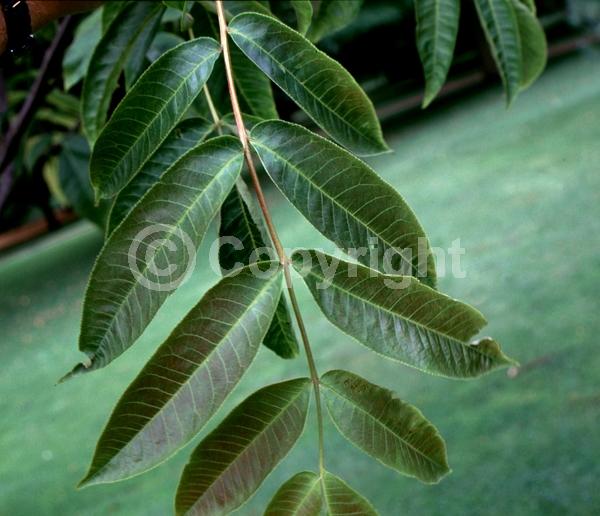Green blooms; Deciduous; Broadleaf