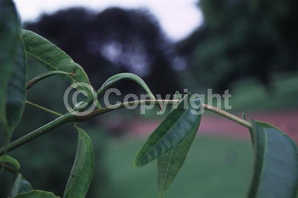 Green blooms; Deciduous; Broadleaf