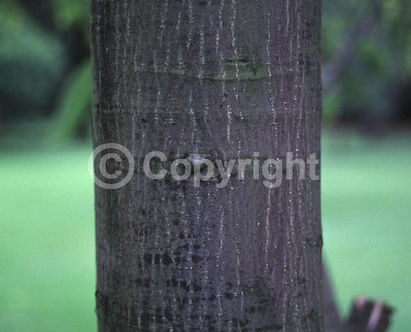 Green blooms; Deciduous; Broadleaf