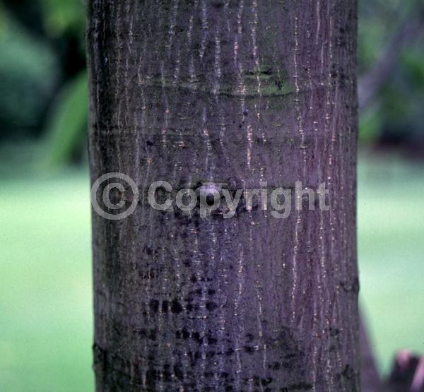 Green blooms; Deciduous; Broadleaf
