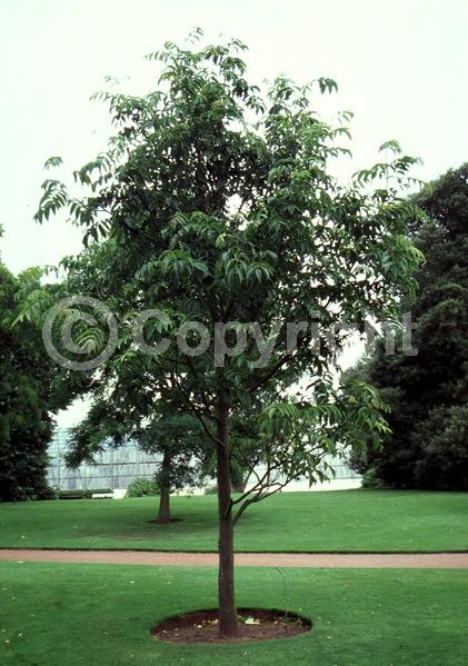 Green blooms; Deciduous; Broadleaf