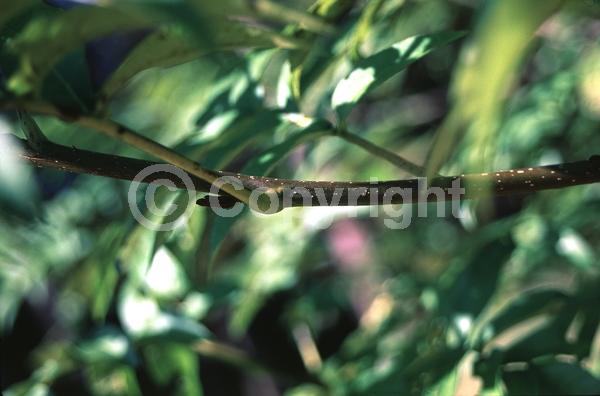 Green blooms; Deciduous; Broadleaf