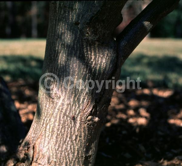 Green blooms; Deciduous; Broadleaf