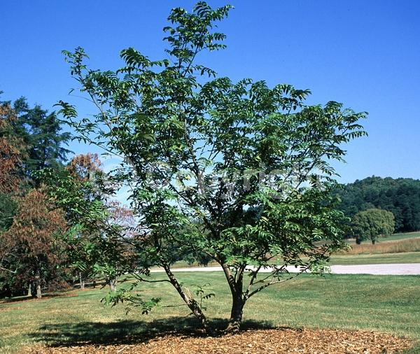Green blooms; Deciduous; Broadleaf