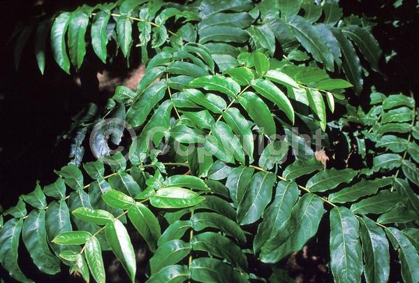 Green blooms; Deciduous; Broadleaf