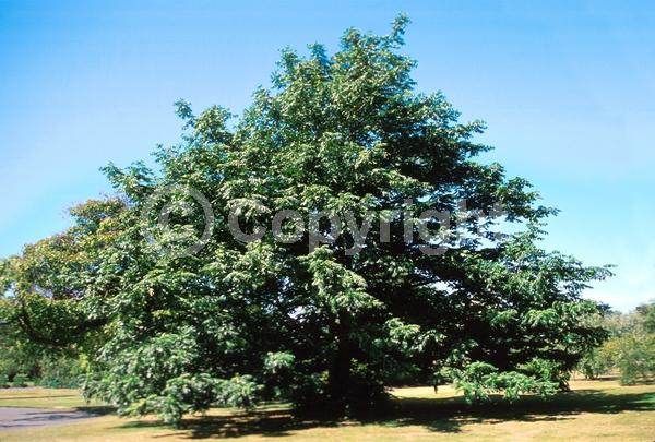 Green blooms; Deciduous; Broadleaf