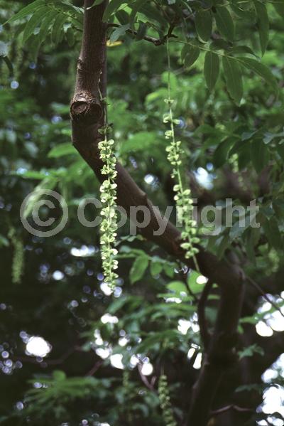Green blooms; Deciduous; Broadleaf