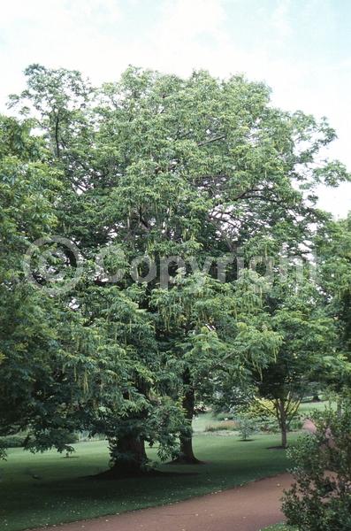 Green blooms; Deciduous; Broadleaf