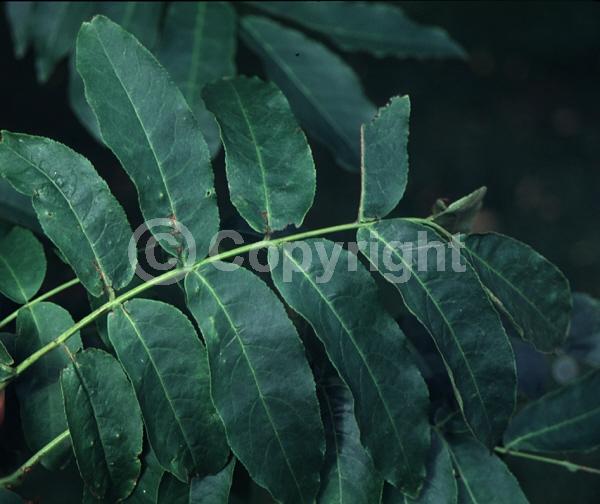 Green blooms; Deciduous; Broadleaf