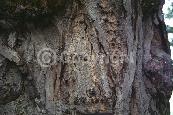 Green blooms; Deciduous; Broadleaf