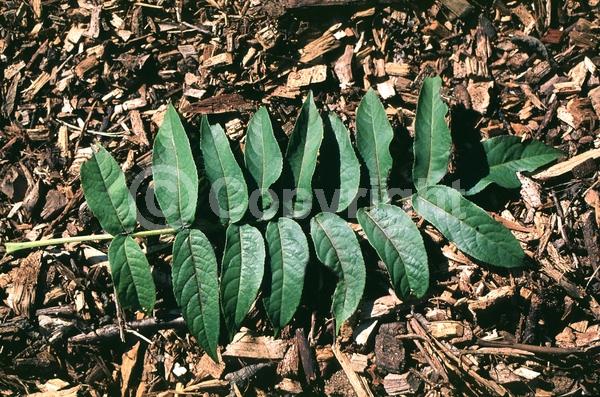Green blooms; Deciduous; Broadleaf