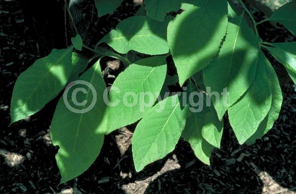 White blooms; Deciduous; Broadleaf