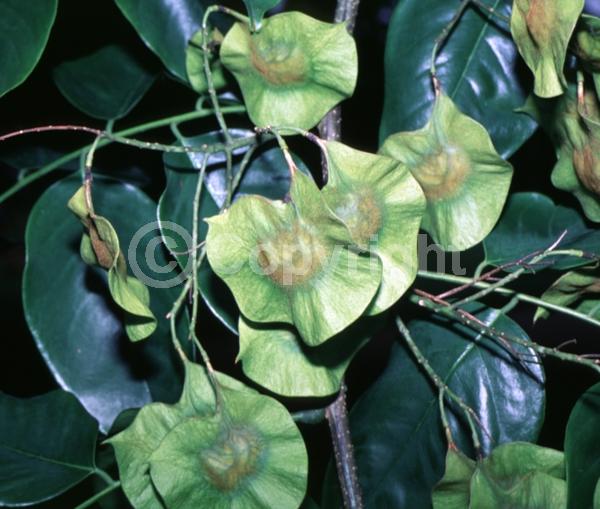 Yellow blooms; Evergreen