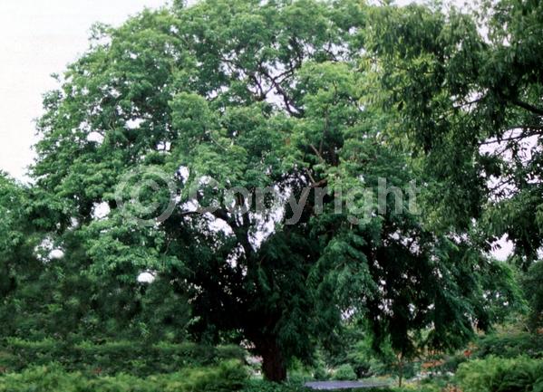 Yellow blooms; Evergreen