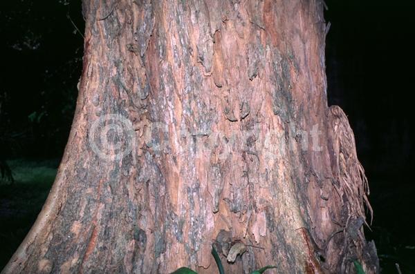 Yellow blooms; Evergreen