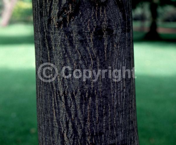 Green blooms; Deciduous; Broadleaf