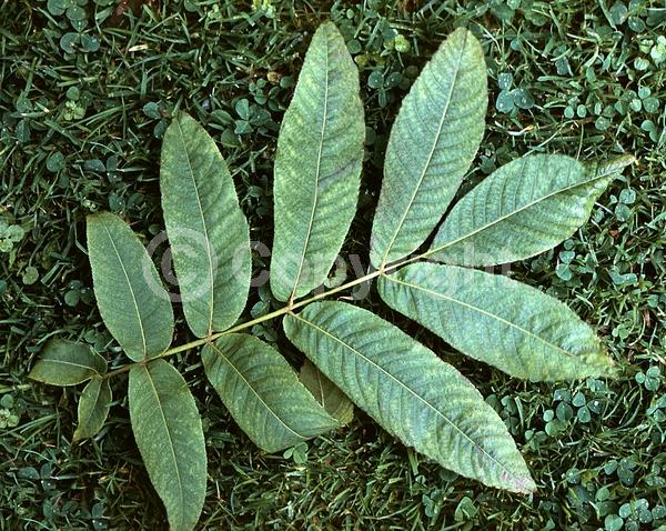 Green blooms; Deciduous; Broadleaf