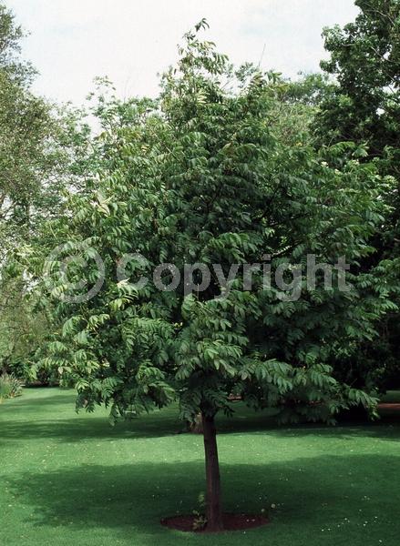 Green blooms; Deciduous; Broadleaf