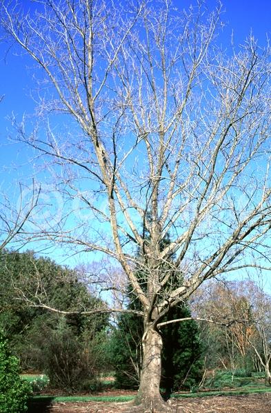 Green blooms; Deciduous; Broadleaf