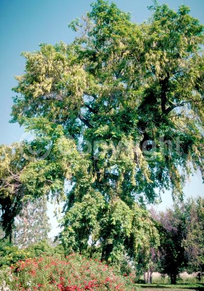 Green blooms; Deciduous; Broadleaf