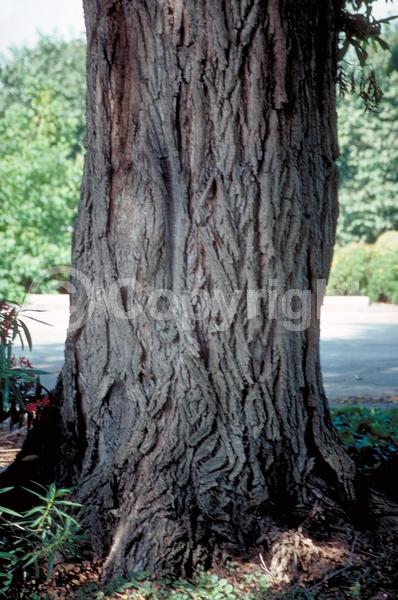 Green blooms; Deciduous; Broadleaf