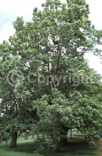 Green blooms; Deciduous; Broadleaf