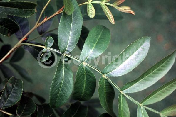 Green blooms; Deciduous; Broadleaf