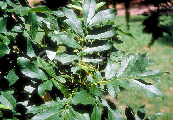 Green blooms; Deciduous; Broadleaf