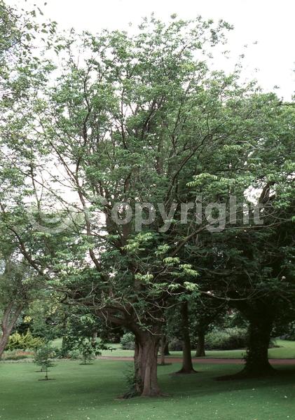 Green blooms; Deciduous; Broadleaf