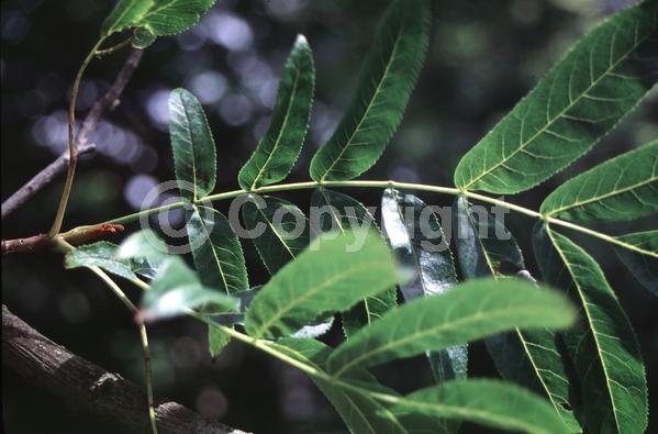 Green blooms; Deciduous; Broadleaf