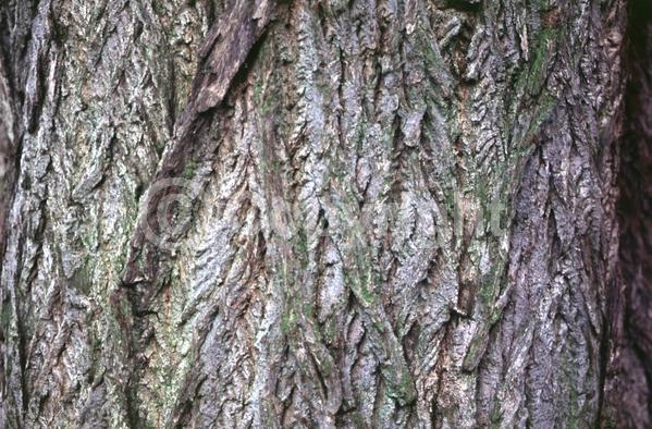 Green blooms; Deciduous; Broadleaf