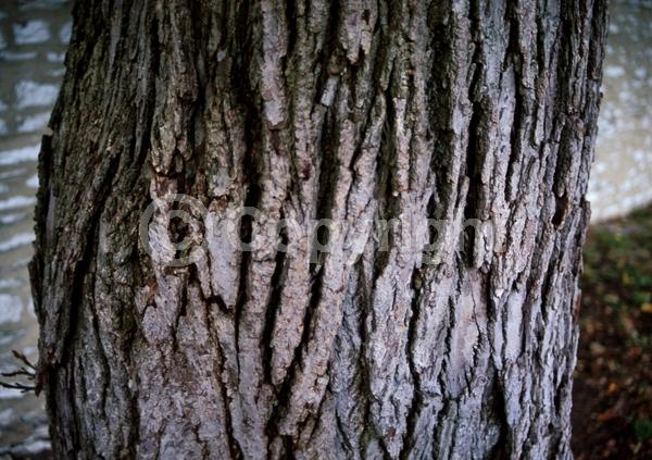 Green blooms; Deciduous; Broadleaf