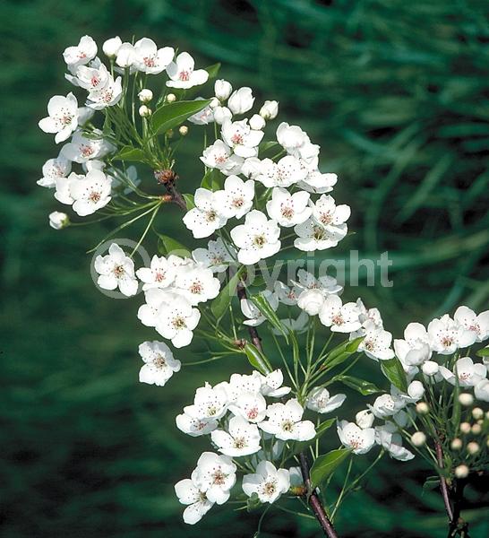 White blooms; Deciduous; Broadleaf
