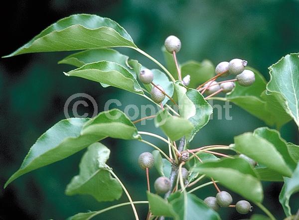 White blooms; Deciduous; Broadleaf