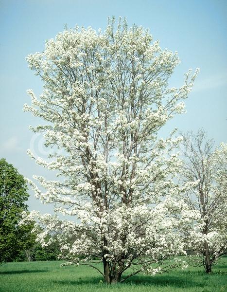 White blooms; Deciduous; Broadleaf