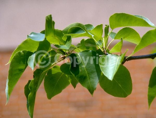 White blooms; Deciduous; Broadleaf