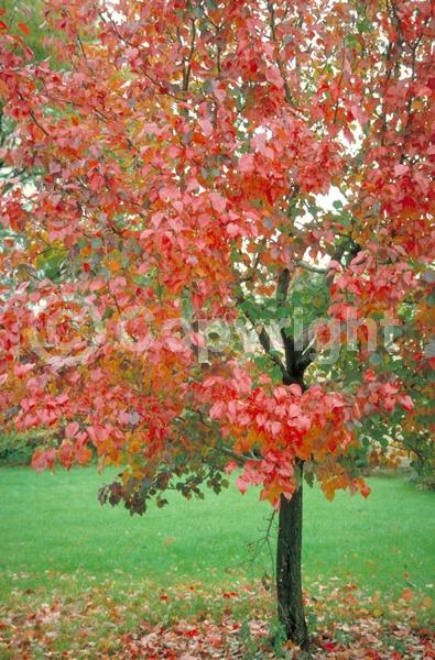 White blooms; Deciduous; Broadleaf