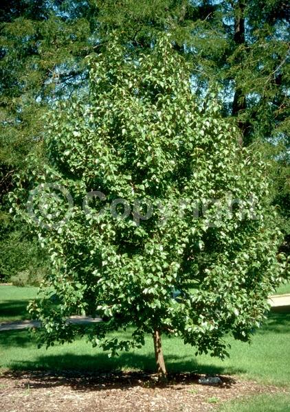 White blooms; Deciduous; Broadleaf