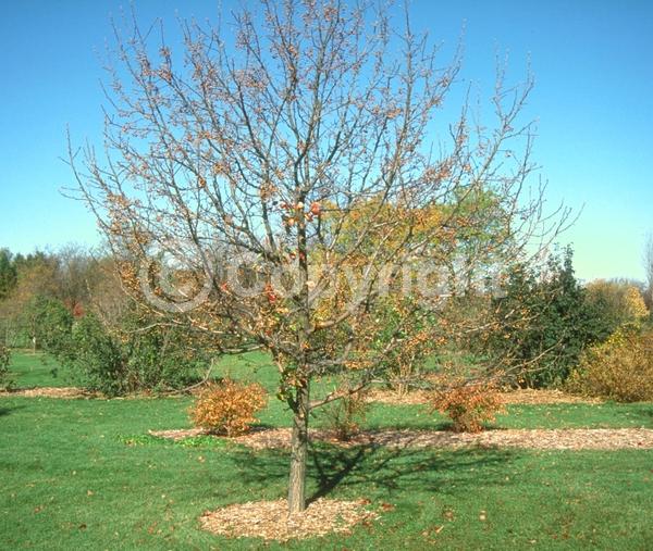 White blooms; Deciduous; Broadleaf