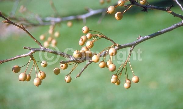 White blooms; Deciduous; Broadleaf