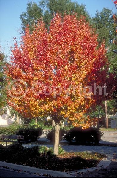 White blooms; Deciduous; Broadleaf