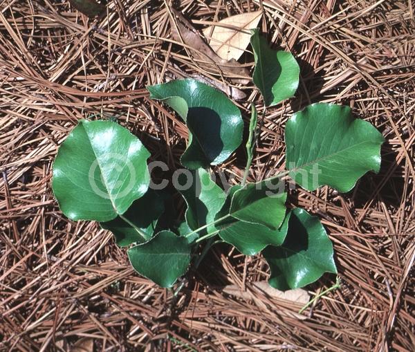 White blooms; Deciduous; Broadleaf