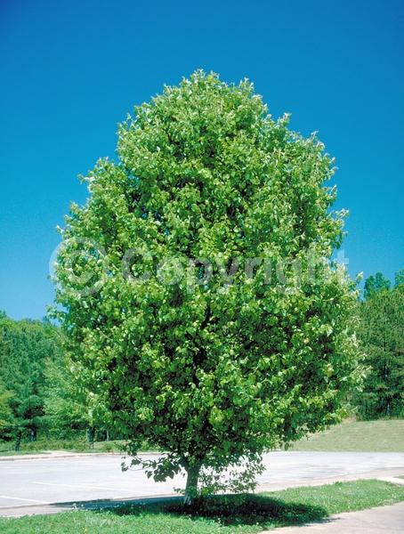 White blooms; Deciduous; Broadleaf