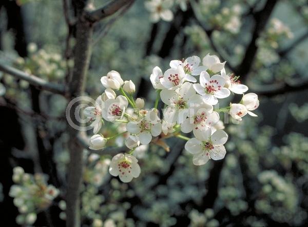 White blooms; Deciduous; Broadleaf